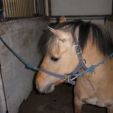 Anden særlig race Disney