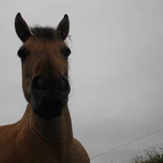 Anden særlig race Disney