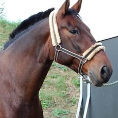 Anden særlig race Fredrik [Himmelhest]