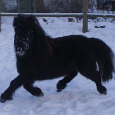 Miniature Filuca solgt