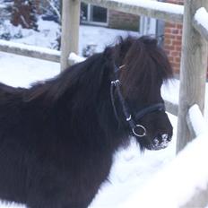 Miniature Filuca solgt