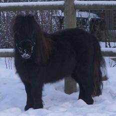 Miniature Filuca solgt