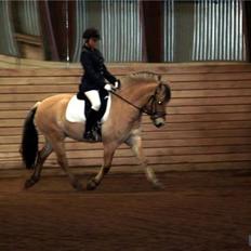 Fjordhest Schelhases Asterix