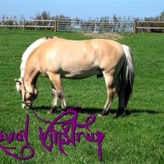 Fjordhest Laval Vinstrup 