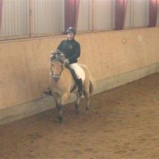 Fjordhest Laval Vinstrup 