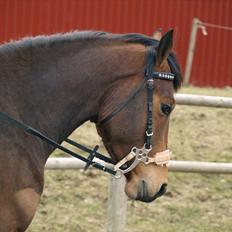 Anden særlig race Estonie