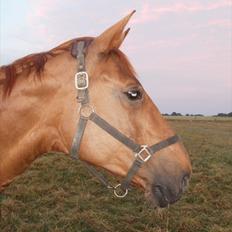 Dansk Varmblod Athene