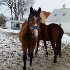 Dansk Varmblod Lyngbjergs Cannon Ball 