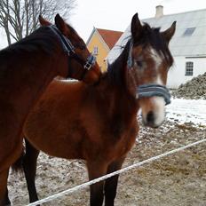 Dansk Varmblod Lyngbjergs Cannon Ball 