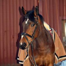 Pinto Anpala's Conthana - solgt