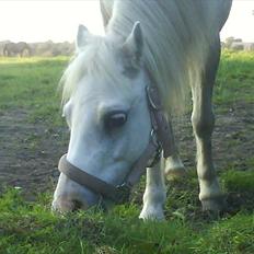 Welsh Mountain (sec A) Rumle