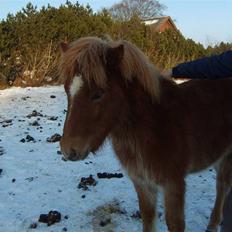 Islænder Stjarni fra Ragnarok