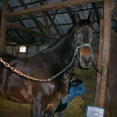 Anden særlig race Javall