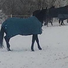 Anden særlig race Javall
