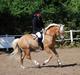 Haflinger Hingst : Alfonso  HAH 23 