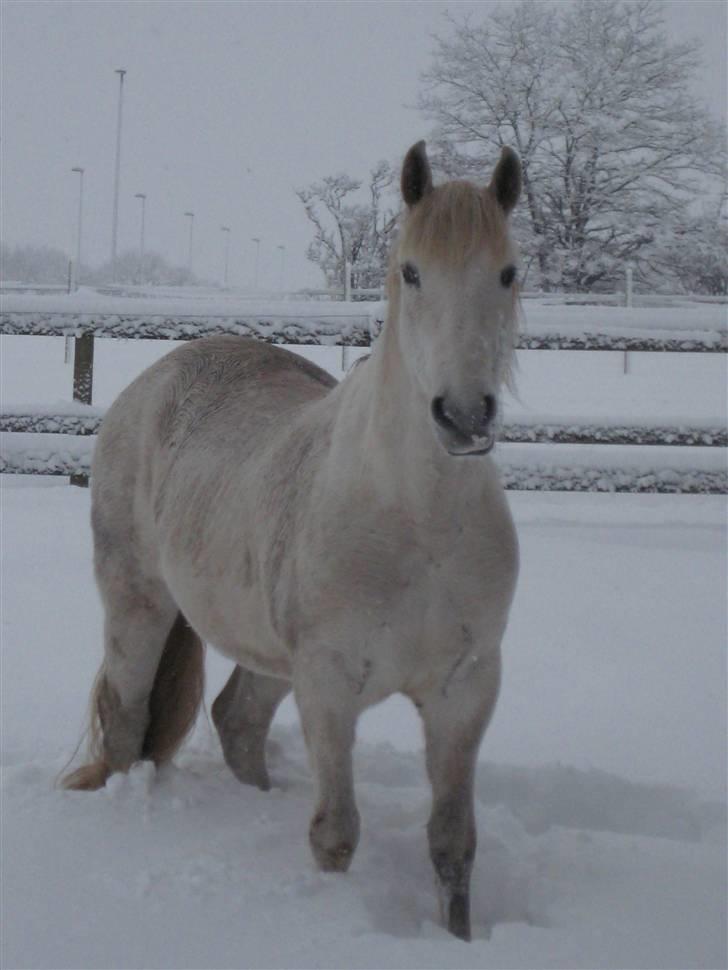 Pura Raza Española Tremendo - Tremendo vinter 2010 billede 13