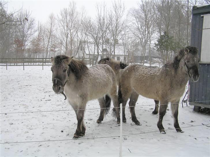 Tarpaner Viermosens Tribini - Det er hoppen Duda til højre og valak Toby til venstre, igen Tribini bagerst. 27012010 billede 9