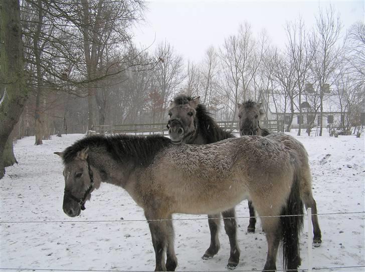 Tarpaner Viermosens Tribini - desværre står tribini bagerst.  billede 10