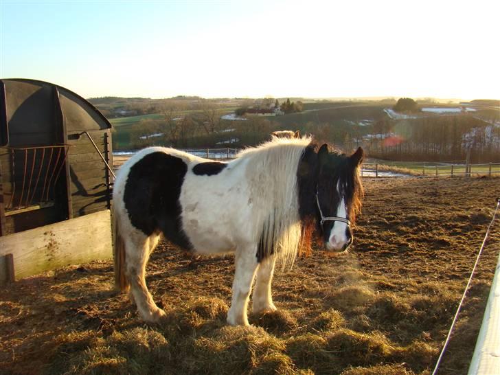 Irish Cob WW Rosie * SOLGT - foldbums januar 2010 billede 11