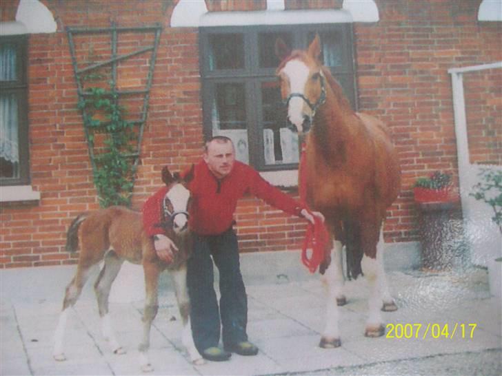 Dansk Varmblod Rigolo. - Rigolo og hans mor og hans gamle ejer.            1999                    Foto:?? billede 19