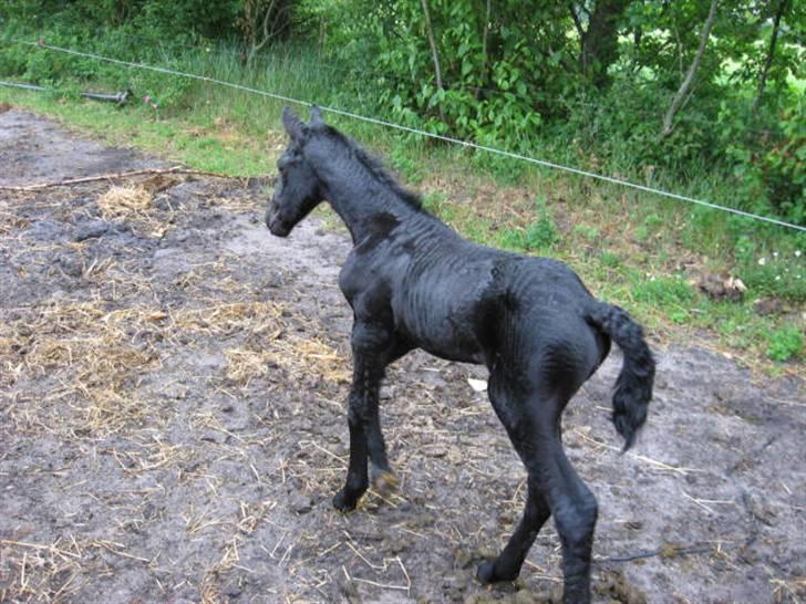 Frieser Dite Van Hedegaarden *HIMMELHEST* - Abbi Líbri (R.I.P) blev kun 14 dage gammel :-( billede 11