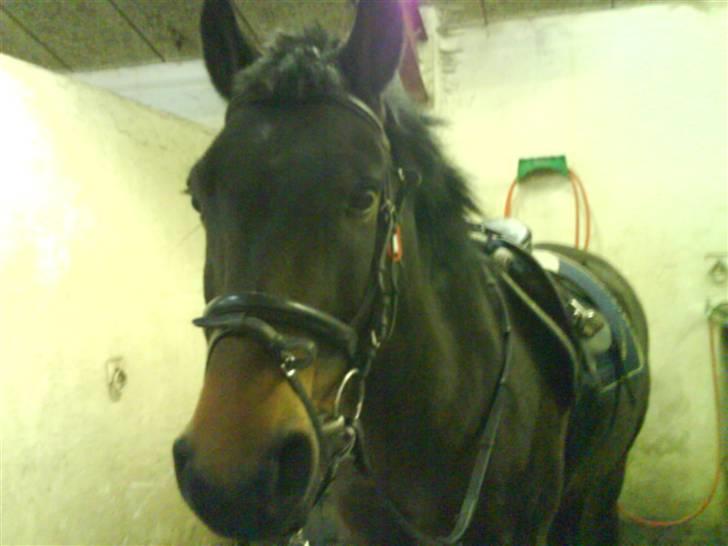 Anden særlig race Charlie *Elevpony*(Har redet) - Nr. 15 Klar til en ridetur billede 15