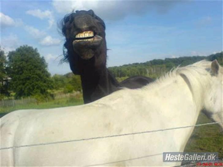 Anden særlig race Charlie *Elevpony*(Har redet) - Nr. 16 "Plzz.. giv en bedømmelse, så bliver jeg glad!" Foto: Luisa Pezzuto billede 16