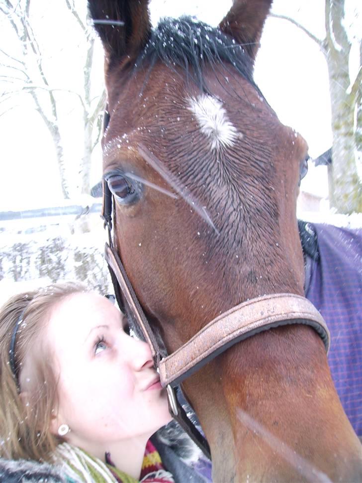 Dansk Varmblod Lancia skude 955 billede 9