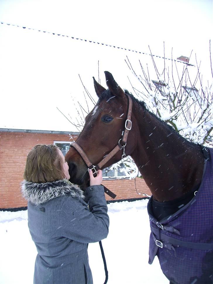 Dansk Varmblod Lancia skude 955 billede 10