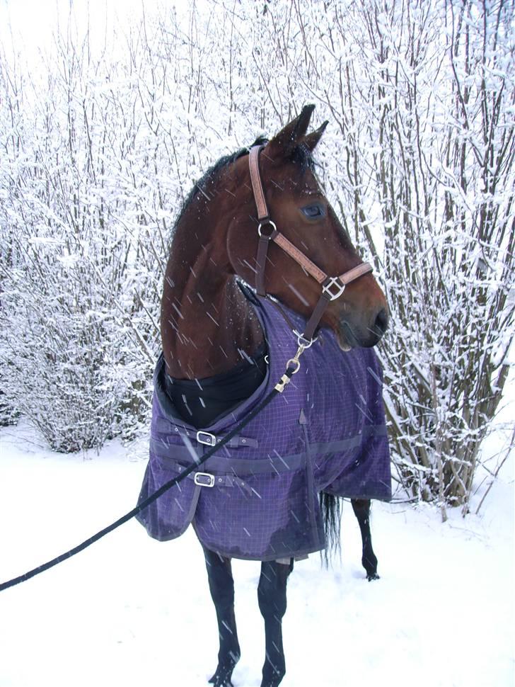 Dansk Varmblod Lancia skude 955 billede 11