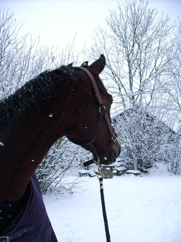 Dansk Varmblod Lancia skude 955 billede 12