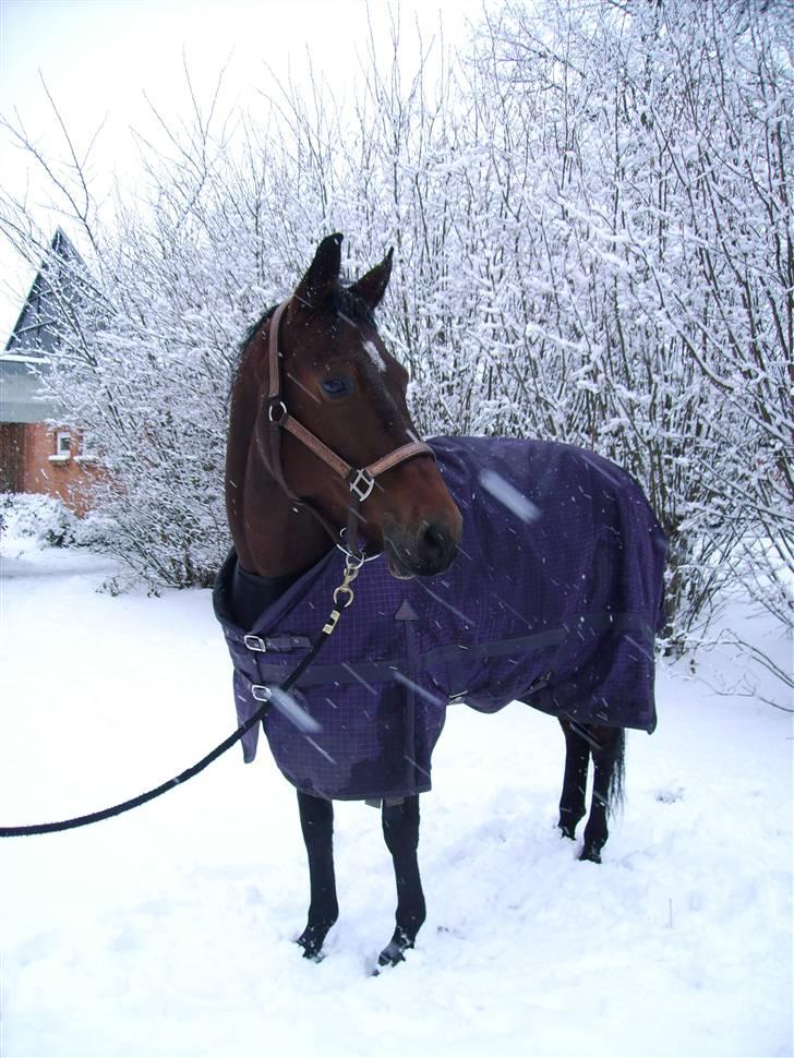 Dansk Varmblod Lancia skude 955 billede 13