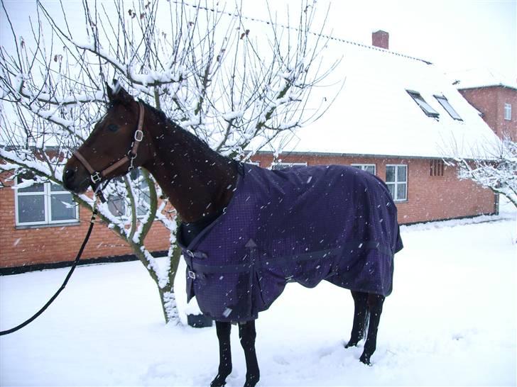 Dansk Varmblod Lancia skude 955 billede 14