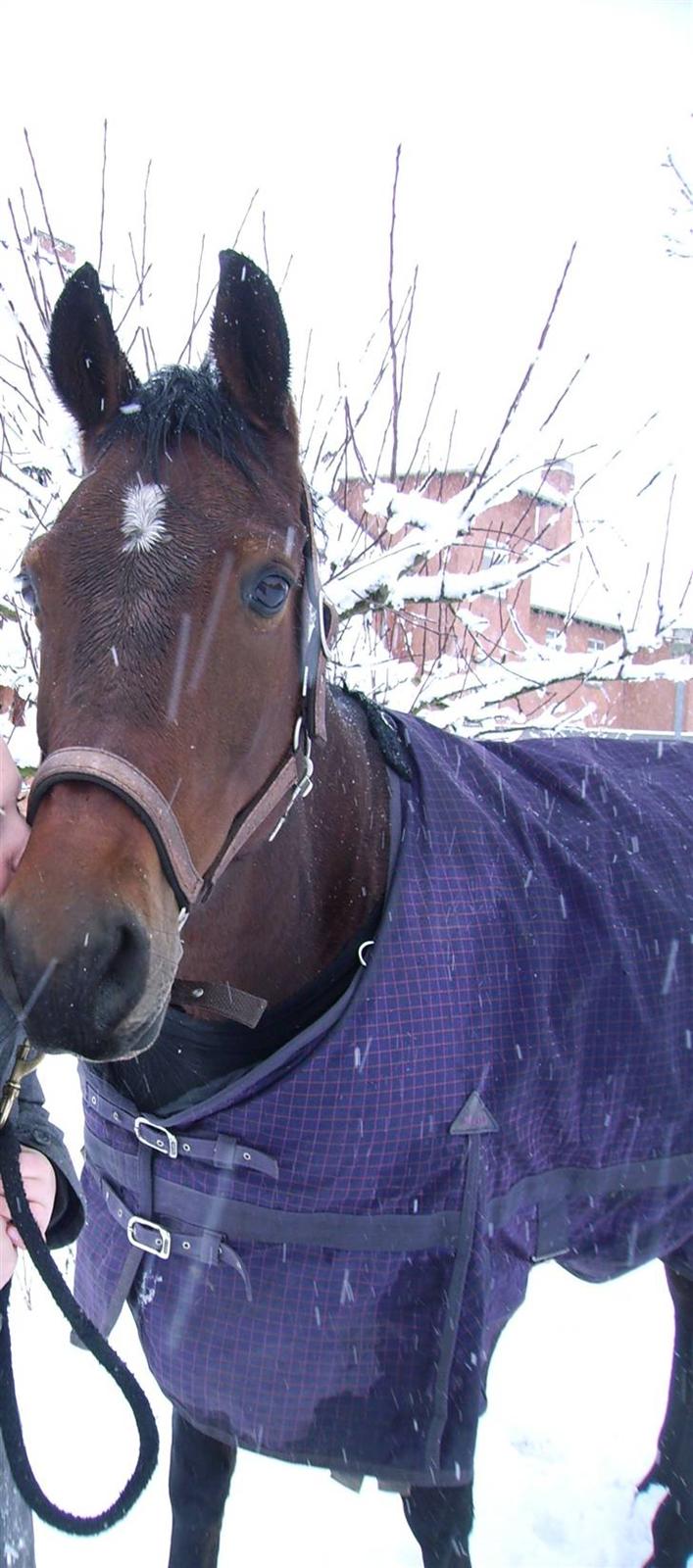 Dansk Varmblod Lancia skude 955 billede 15