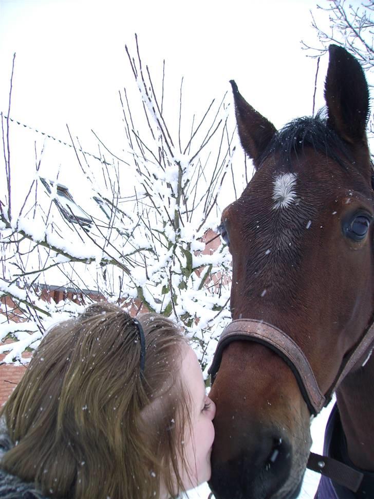 Dansk Varmblod Lancia skude 955 billede 16