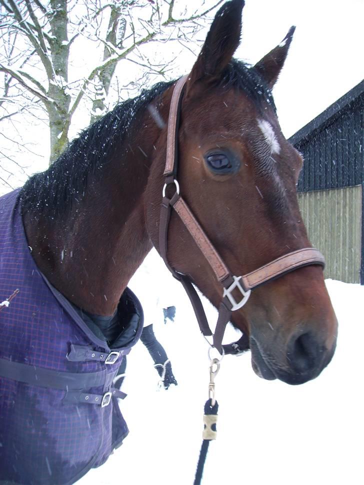 Dansk Varmblod Lancia skude 955 billede 17