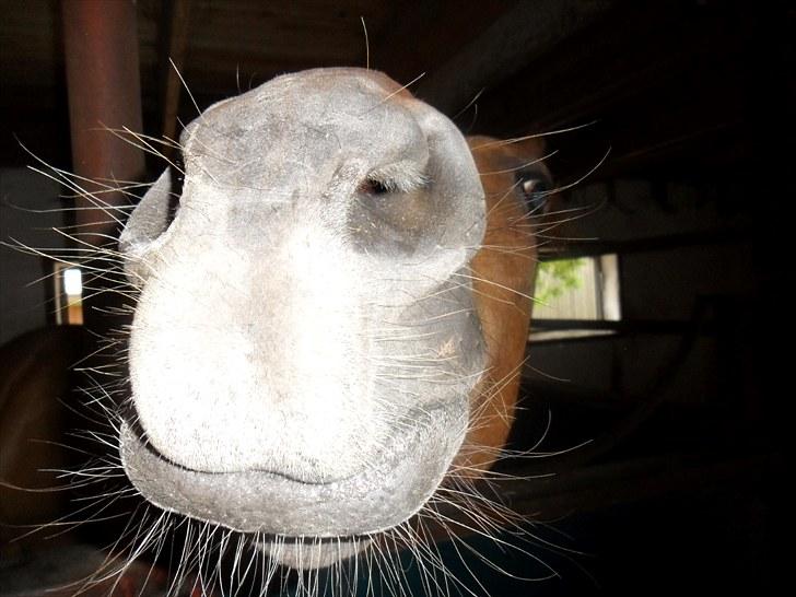 DSP Tofts Gambler - Gambler laver kyssetricks xD billede 7