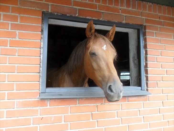 DSP Tofts Gambler - Gambler står og halvsover lidt d: billede 8