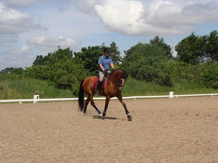 Dansk Varmblod Cille billede 5