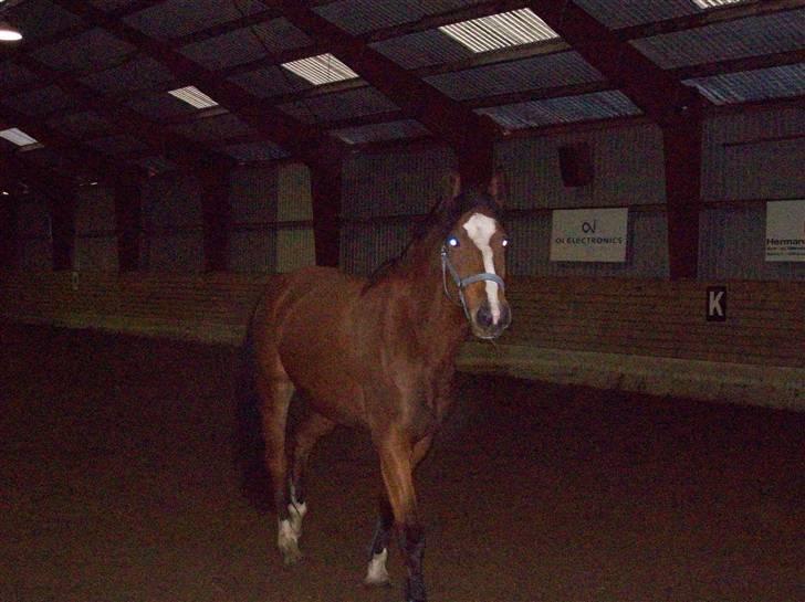 Dansk Varmblod Cille billede 15