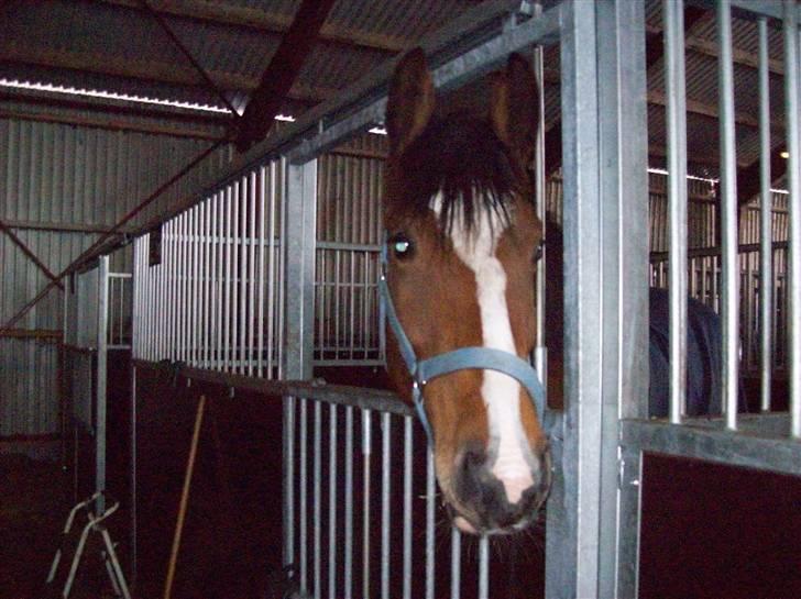 Dansk Varmblod Cille billede 14