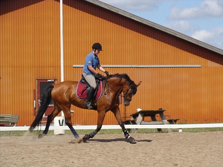 Dansk Varmblod Cille billede 6