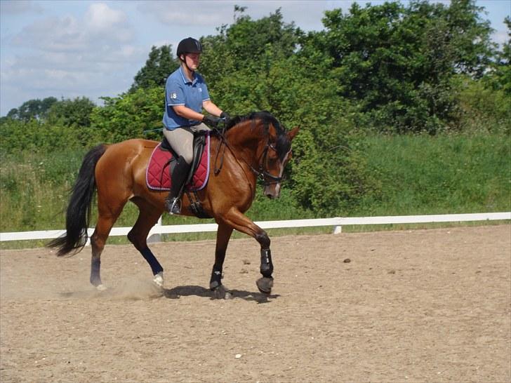 Dansk Varmblod Cille billede 2