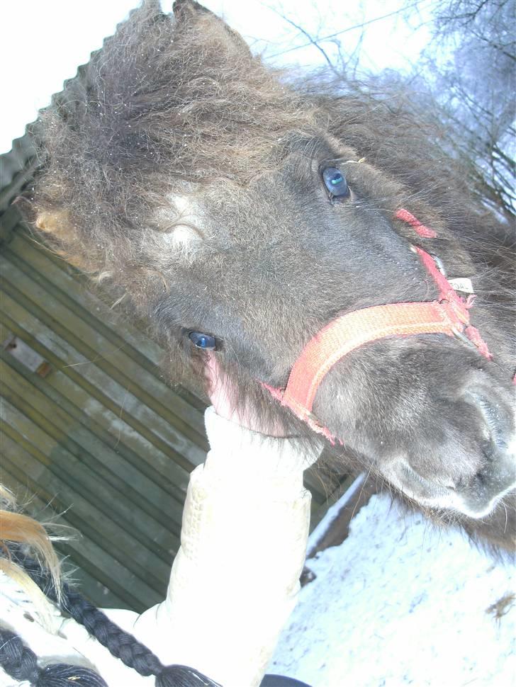 Miniature Ubberup's Erna - Lillepigen billede 2