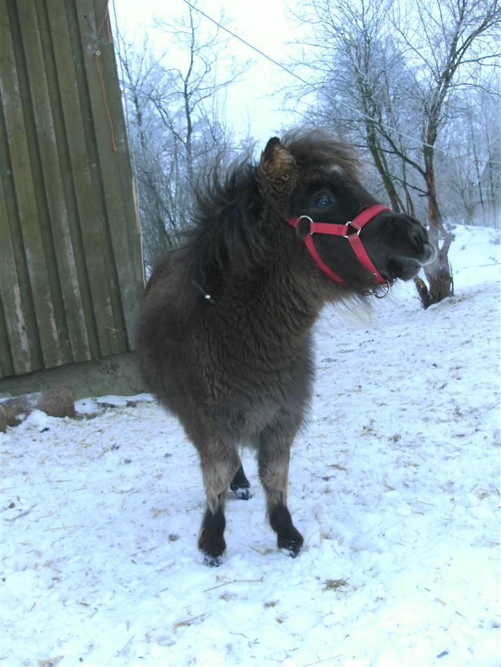 Miniature Ubberup's Erna - Lillepigen billede 3