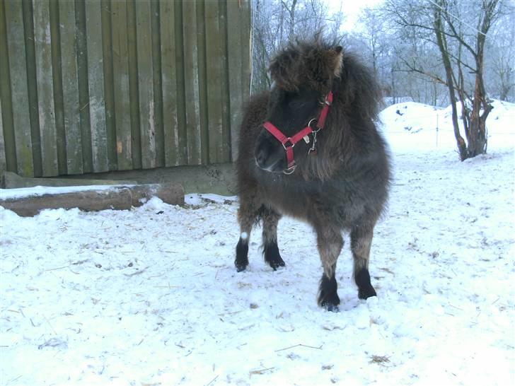 Miniature Ubberup's Erna - Lillepigen billede 4