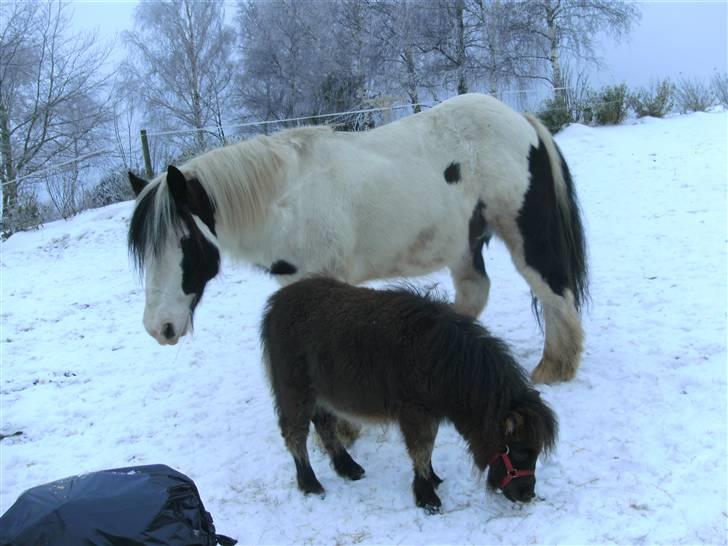 Miniature Ubberup's Erna - Lillepigen billede 5