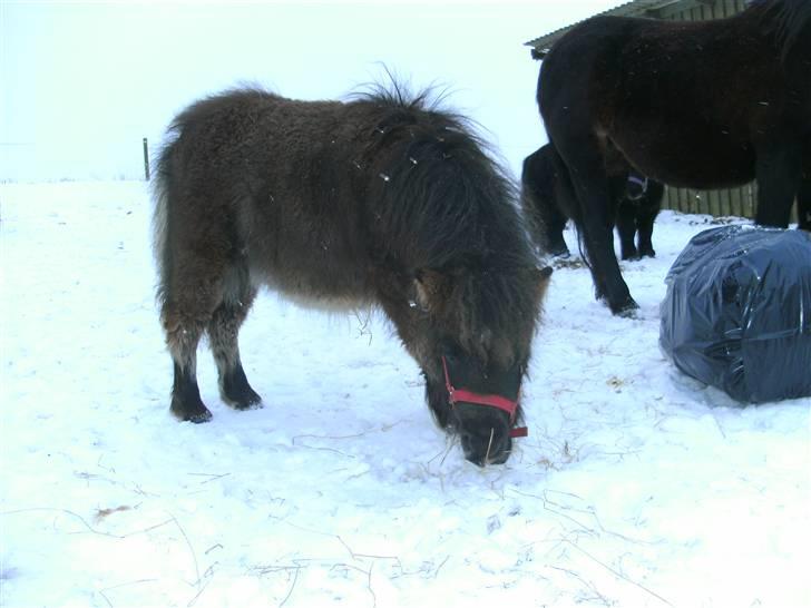 Miniature Ubberup's Erna - Lillepigen billede 7
