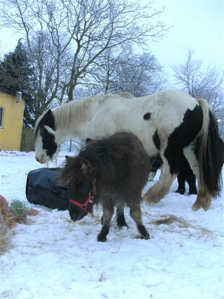 Miniature Ubberup's Erna - Lillepigen billede 8