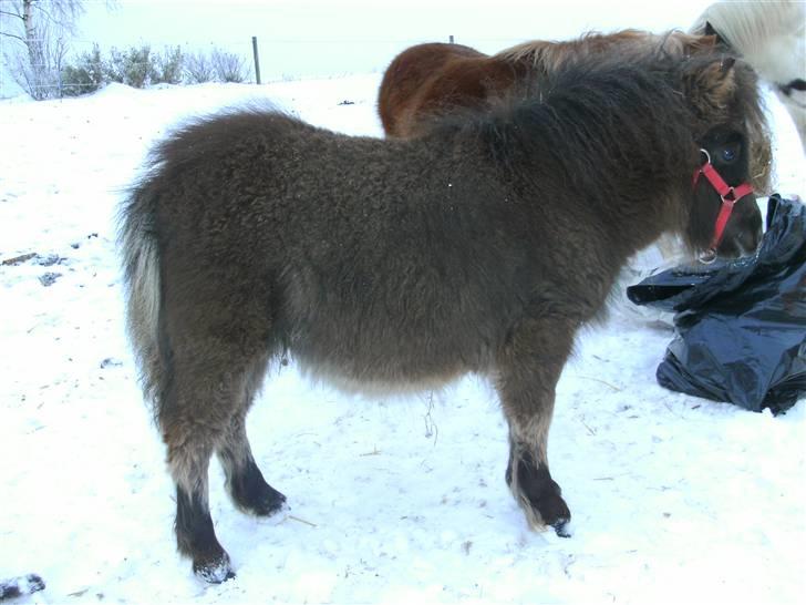 Miniature Ubberup's Erna - Lillepigen billede 10